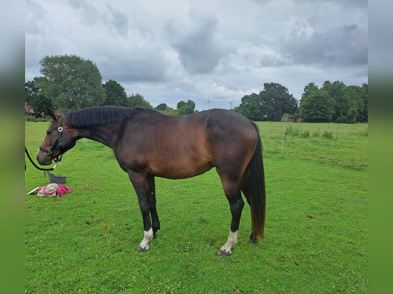 Oldenbourg Jument 3 Ans 163 cm Bai in Varel