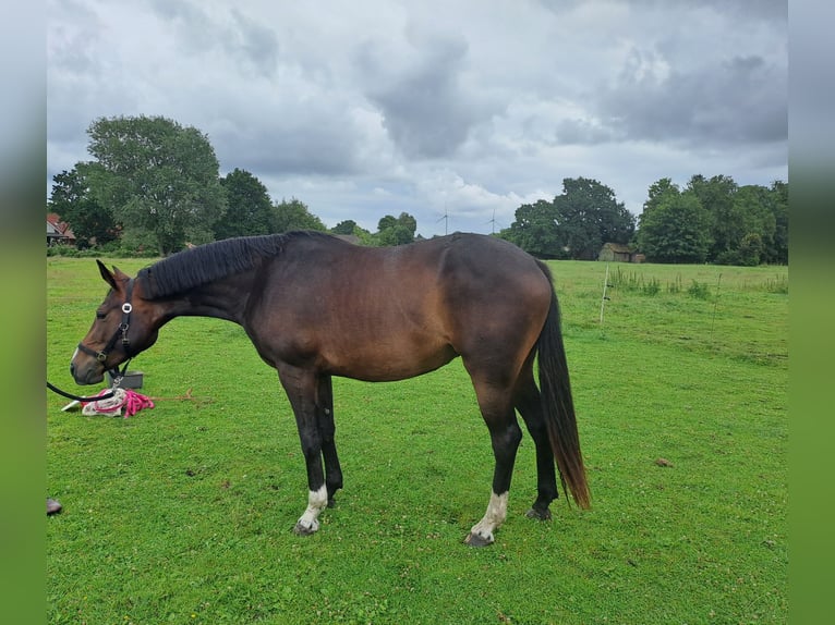 Oldenbourg Jument 3 Ans 163 cm Bai in Varel