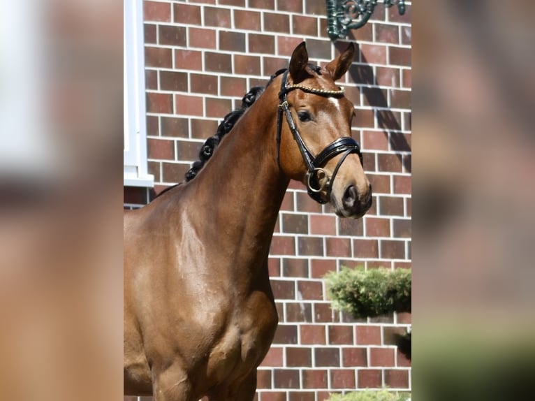 Oldenbourg Jument 3 Ans 163 cm Bai in Berne