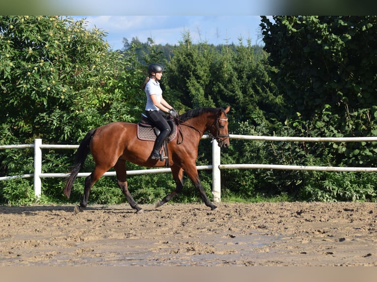 Oldenbourg Jument 3 Ans 163 cm Bai in Gummersbach