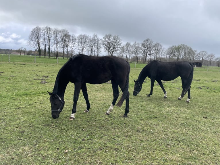 Oldenbourg Jument 3 Ans 163 cm Noir in Raddestorf