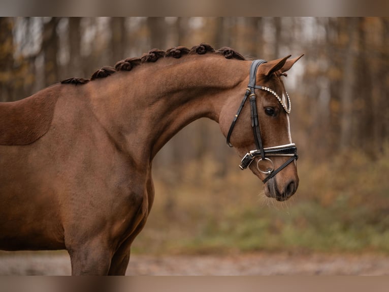 Oldenbourg Jument 3 Ans 164 cm Alezan brûlé in Wehringen