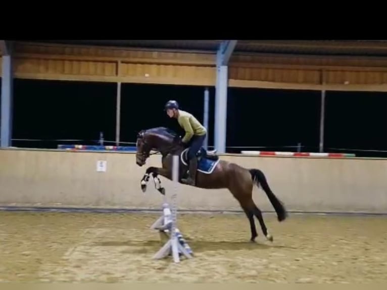 Oldenbourg Jument 3 Ans 164 cm Bai in Königsmoos