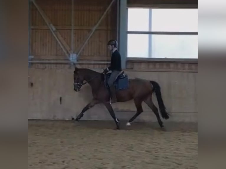 Oldenbourg Jument 3 Ans 164 cm Bai in Königsmoos