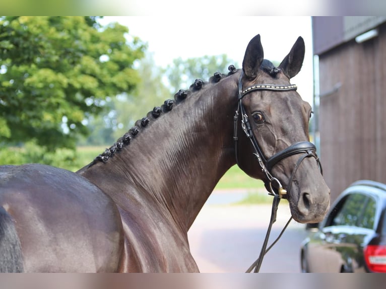 Oldenbourg Jument 3 Ans 164 cm Noir in Cappeln (Oldenburg)