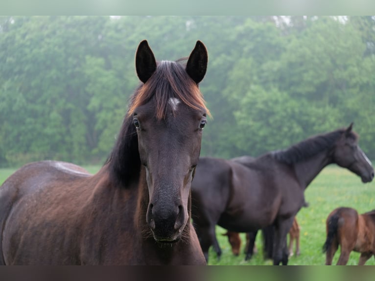 Oldenbourg Jument 3 Ans 164 cm Noir in Sondershausen