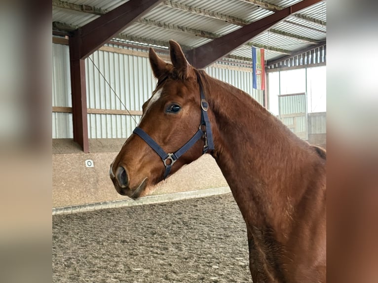 Oldenbourg Jument 3 Ans 165 cm Alezan in Löningen