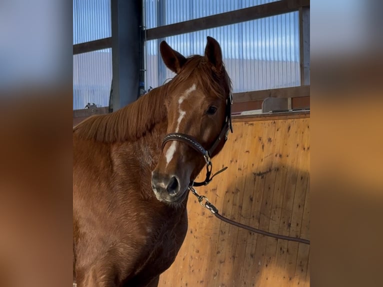 Oldenbourg Jument 3 Ans 165 cm Alezan in Barver