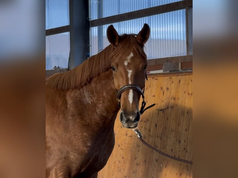 Oldenbourg Jument 3 Ans 165 cm Alezan in Barver