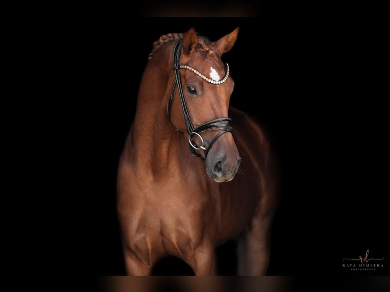 Oldenbourg Jument 3 Ans 165 cm Alezan in Wehringen