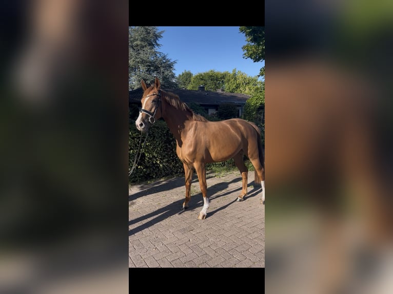 Oldenbourg Jument 3 Ans 165 cm Alezan in Vechta