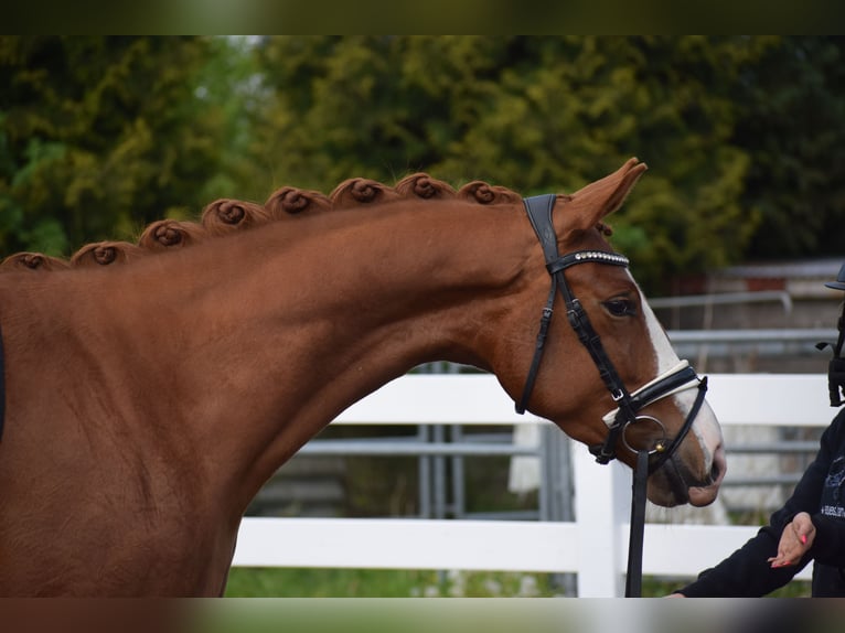 Oldenbourg Jument 3 Ans 165 cm Alezan in Dätgen