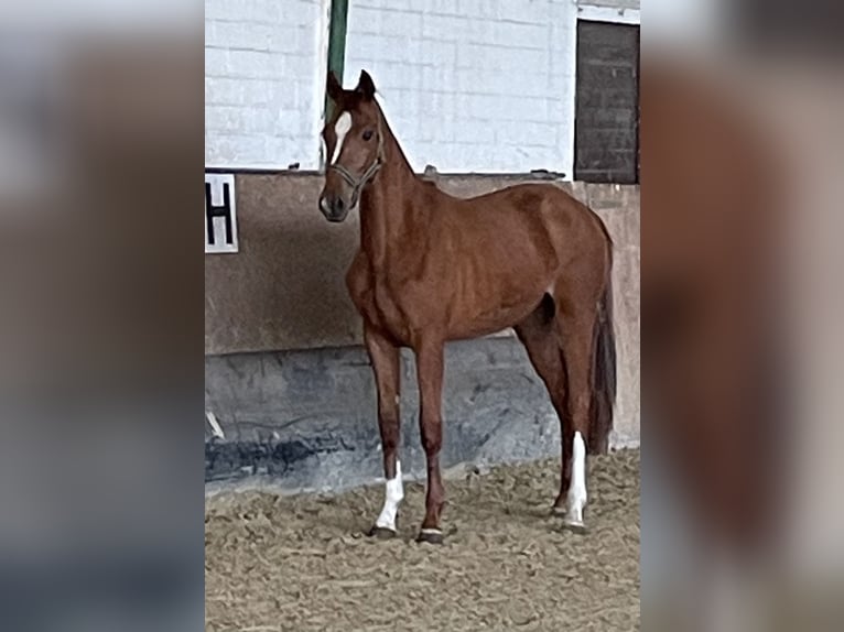 Oldenbourg Jument 3 Ans 165 cm Alezan in Versmold