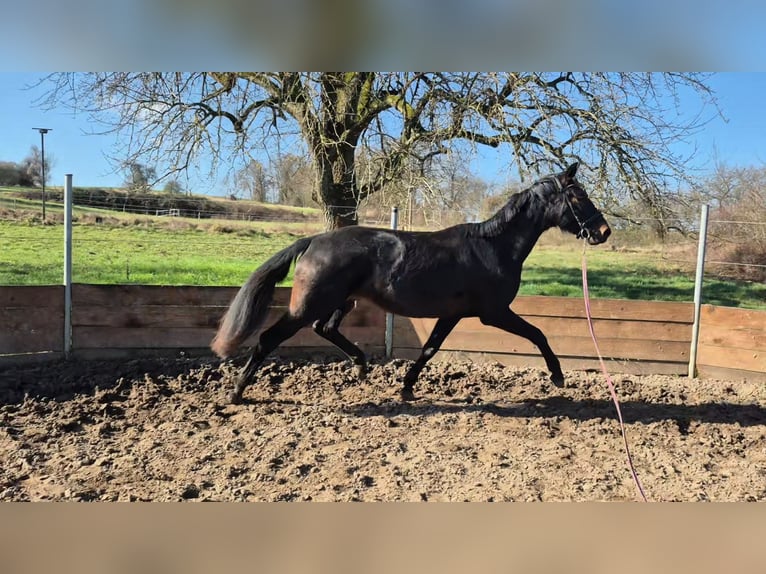 Oldenbourg Jument 3 Ans 165 cm Bai brun in Bruchsal