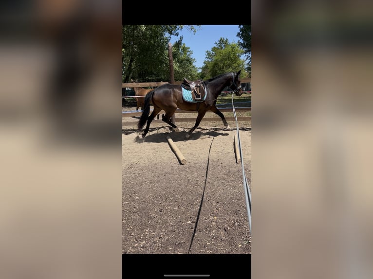 Oldenbourg Jument 3 Ans 165 cm Bai brun in Budapest