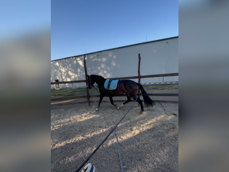 Oldenbourg Jument 3 Ans 165 cm Bai brun in Budapest