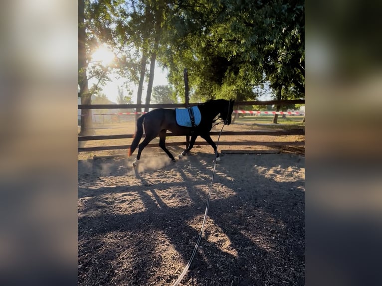 Oldenbourg Jument 3 Ans 165 cm Bai brun in Budapest