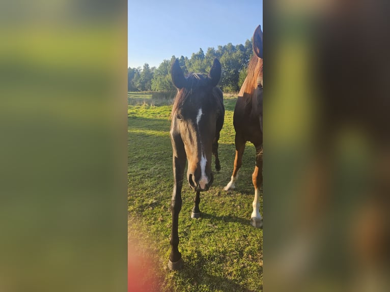 Oldenbourg Jument 3 Ans 165 cm Bai brun in Uetze