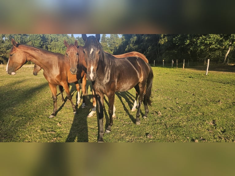 Oldenbourg Jument 3 Ans 165 cm Bai brun in Uetze