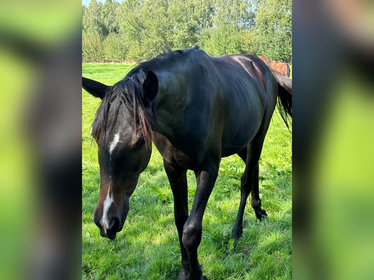Oldenbourg Jument 3 Ans 165 cm Bai brun in Uetze