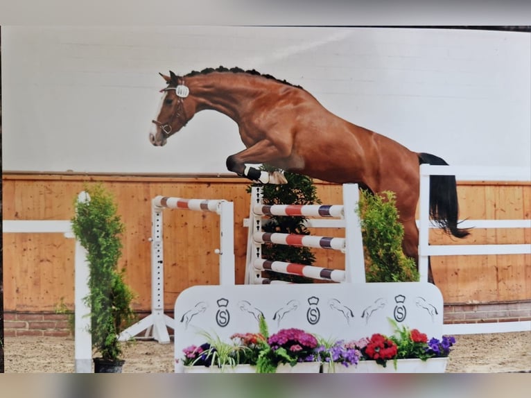 Oldenbourg Jument 3 Ans 165 cm Bai cerise in Olching