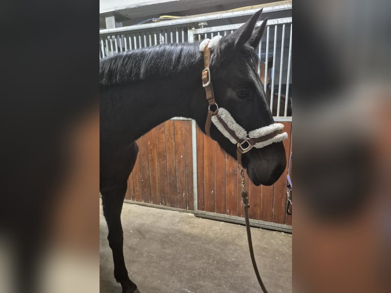 Oldenbourg Jument 3 Ans 165 cm Bai in Bruchsal