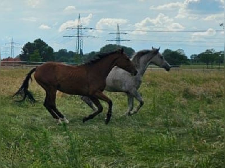 Oldenbourg Jument 3 Ans 165 cm in Datteln