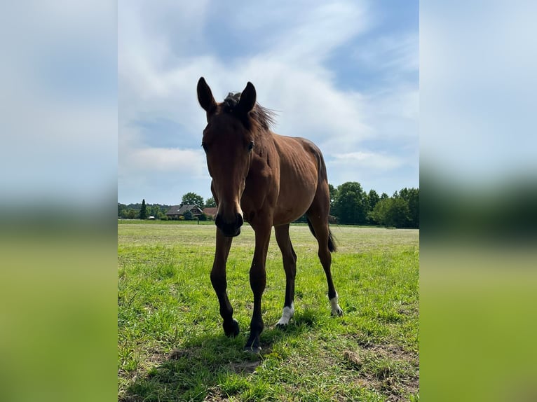 Oldenbourg Jument 3 Ans 165 cm in Datteln