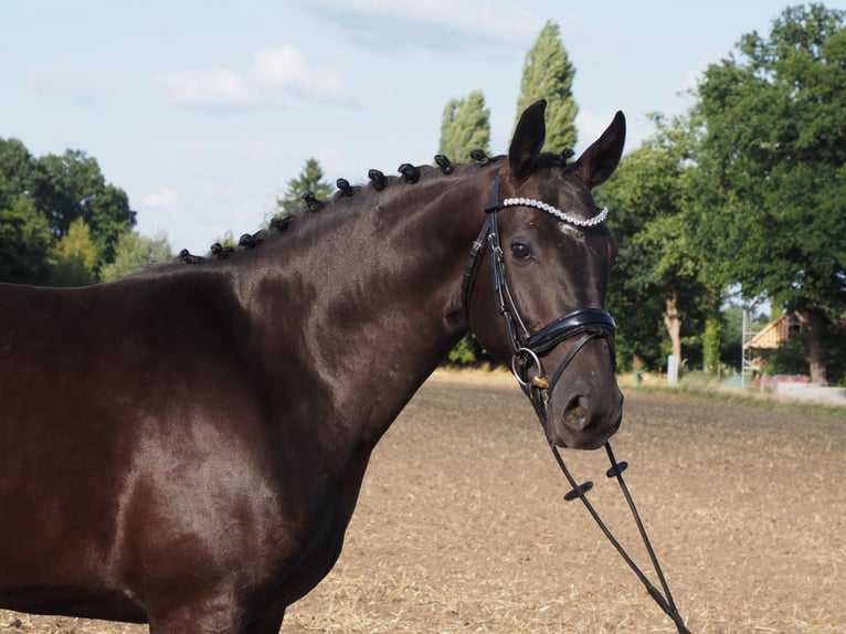 Oldenbourg Jument 3 Ans 165 cm Noir in Bramsche