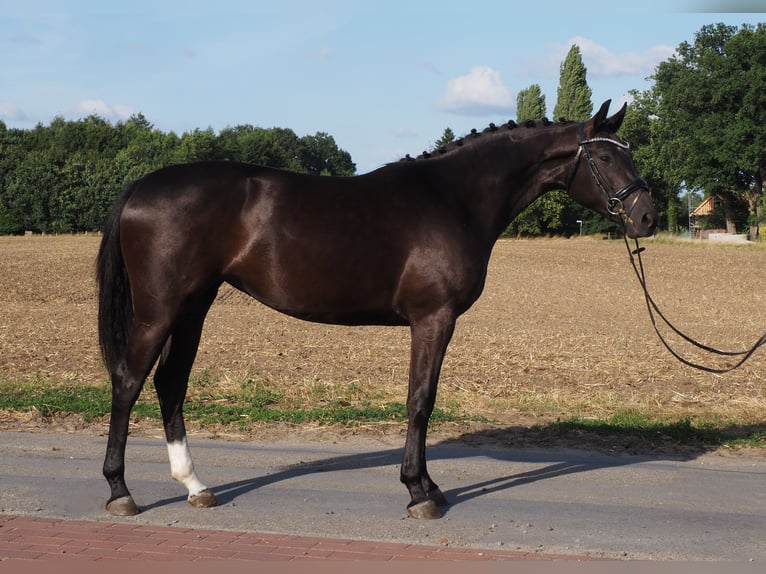 Oldenbourg Jument 3 Ans 165 cm Noir in Bramsche