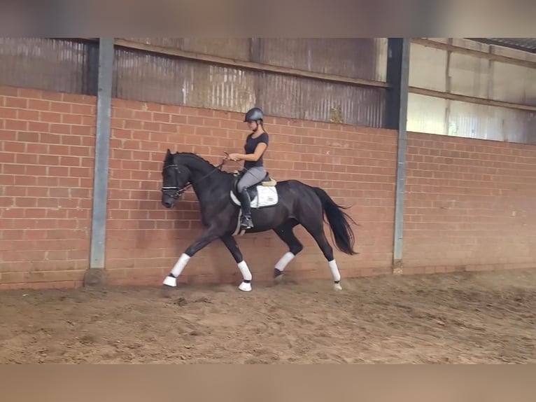 Oldenbourg Jument 3 Ans 165 cm Noir in Bramsche