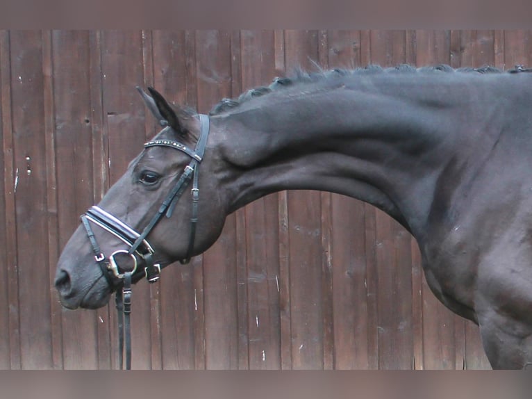 Oldenbourg Jument 3 Ans 165 cm Noir in Bramsche