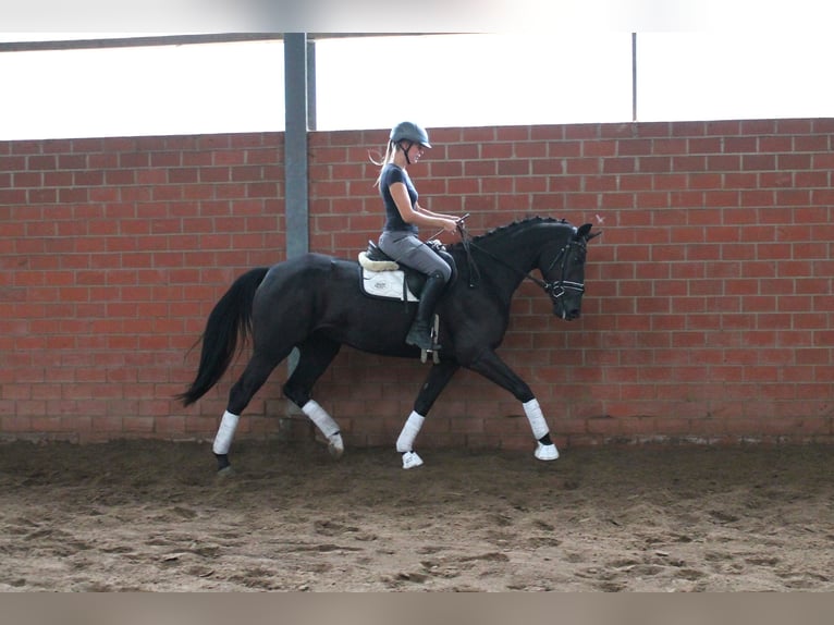 Oldenbourg Jument 3 Ans 165 cm Noir in Bramsche