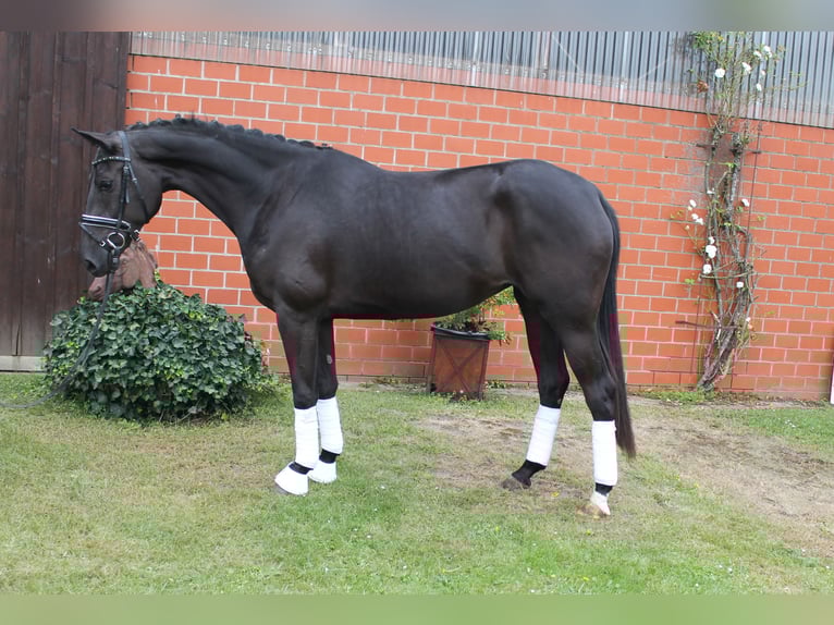 Oldenbourg Jument 3 Ans 165 cm Noir in Bramsche