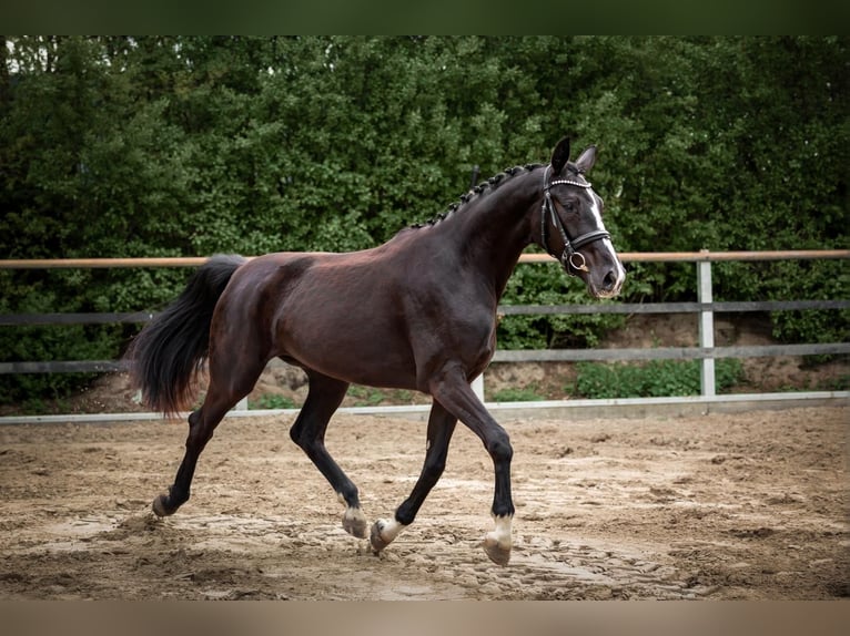 Oldenbourg Jument 3 Ans 165 cm Noir in Holdorf