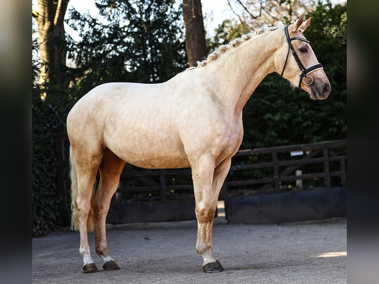 Oldenbourg Jument 3 Ans 165 cm Palomino in Bilthoven