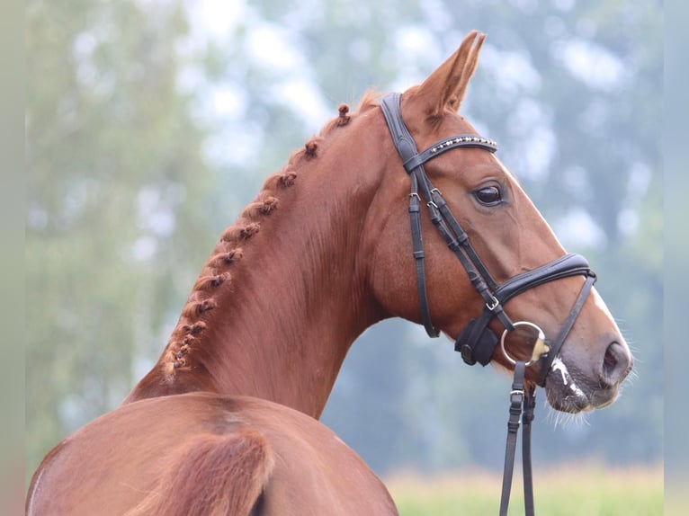 Oldenbourg Jument 3 Ans 166 cm Alezan in Cappeln (Oldenburg)