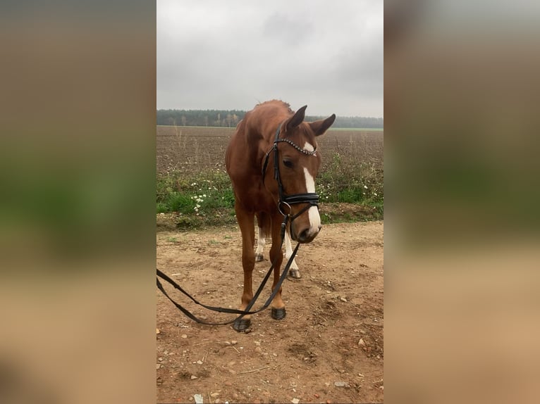 Oldenbourg Jument 3 Ans 166 cm Alezan in Rochau