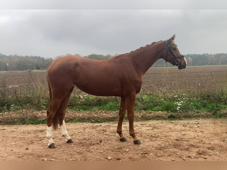 Oldenbourg Jument 3 Ans 166 cm Alezan in Rochau