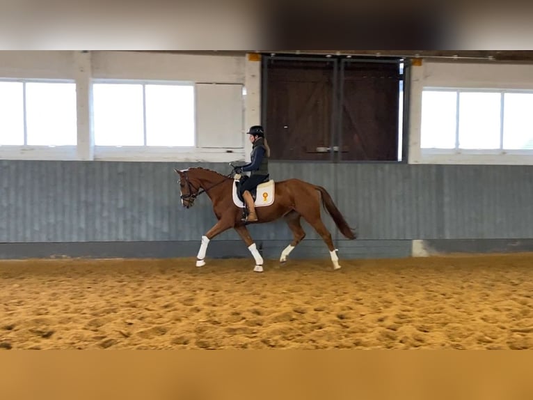 Oldenbourg Jument 3 Ans 166 cm Alezan in Rochau