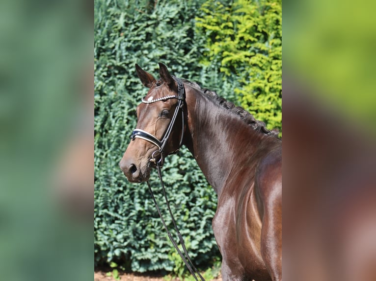 Oldenbourg Jument 3 Ans 166 cm Bai brun in B&#xF6;nen