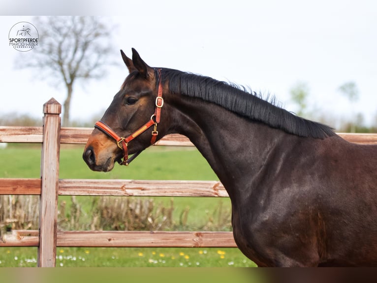 Oldenbourg Jument 3 Ans 166 cm Bai brun in Blunk