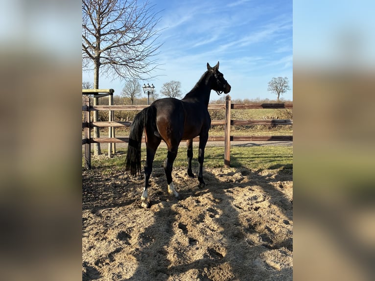 Oldenbourg Jument 3 Ans 166 cm Bai brun in Blunk