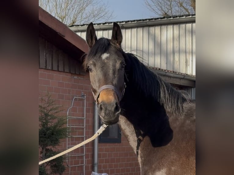 Oldenbourg Jument 3 Ans 166 cm Bai brun in Barver