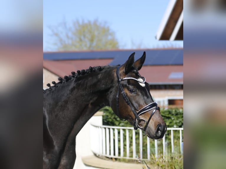Oldenbourg Jument 3 Ans 166 cm Bai brun in Bramsche