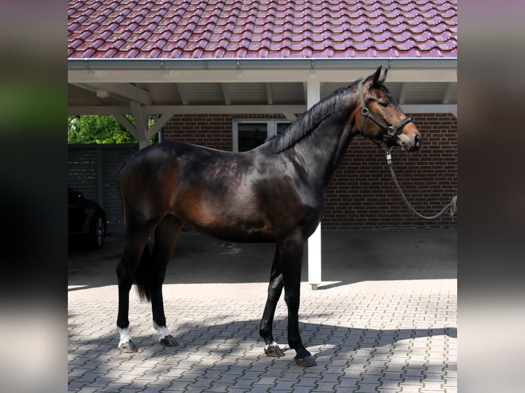 Oldenbourg Jument 3 Ans 166 cm Bai brun in Werlte