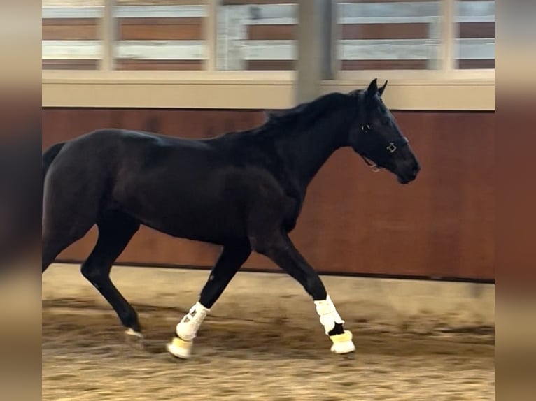 Oldenbourg Jument 3 Ans 166 cm Noir in Berne