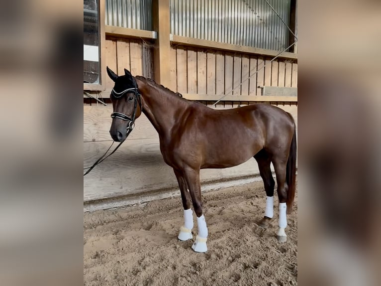 Oldenbourg Jument 3 Ans 167 cm Alezan brûlé in Pfullingen