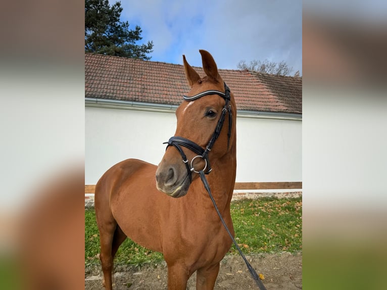 Oldenbourg Jument 3 Ans 167 cm Alezan brûlé in Dubenec