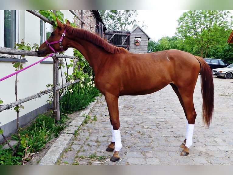 Oldenbourg Jument 3 Ans 167 cm Alezan in Chlebówko